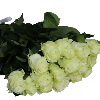 Мондиаль 5 Т
