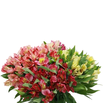 Альстромерия 7 (Колумбия)