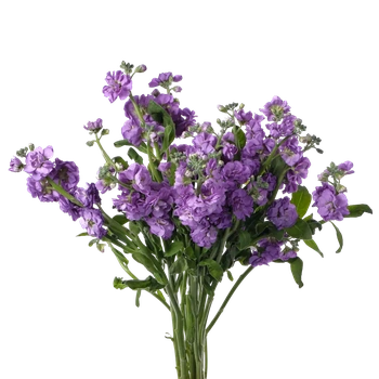Матиолла кустовая