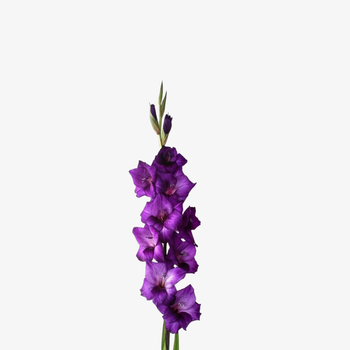 Гладиолус Gr Purple Flora