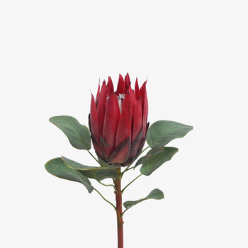 Cynaroides Waratah