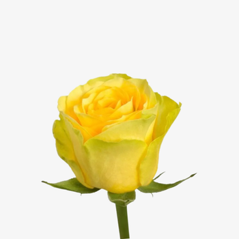 Роза Илиос 60 см