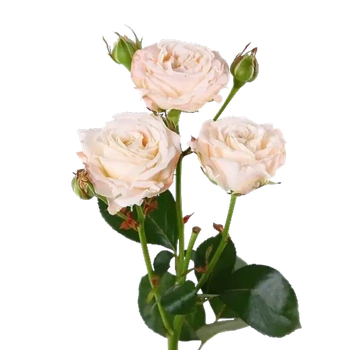 Куст. роза Бомбастик 6
