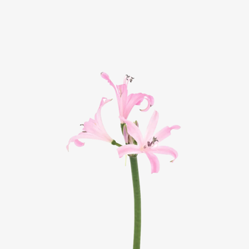 Nerine Vesta Light Pink