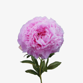 Пион Paeonia Pink Giant (розовый)